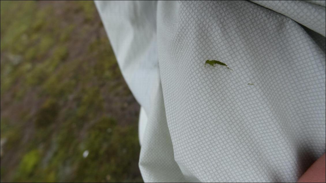 Petite entaille sur une fesse (sûrement lors d’une pause assise sur terrain abrasif) réparée aisément avec une petite pastille de tissu ripstop autocollant (pour réparer les parapentes).