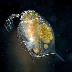 Les daphnies sont des micro-crustacés polymorphes mesurant de 1 à 5 millimètres, de la famille du genre Daphnia.