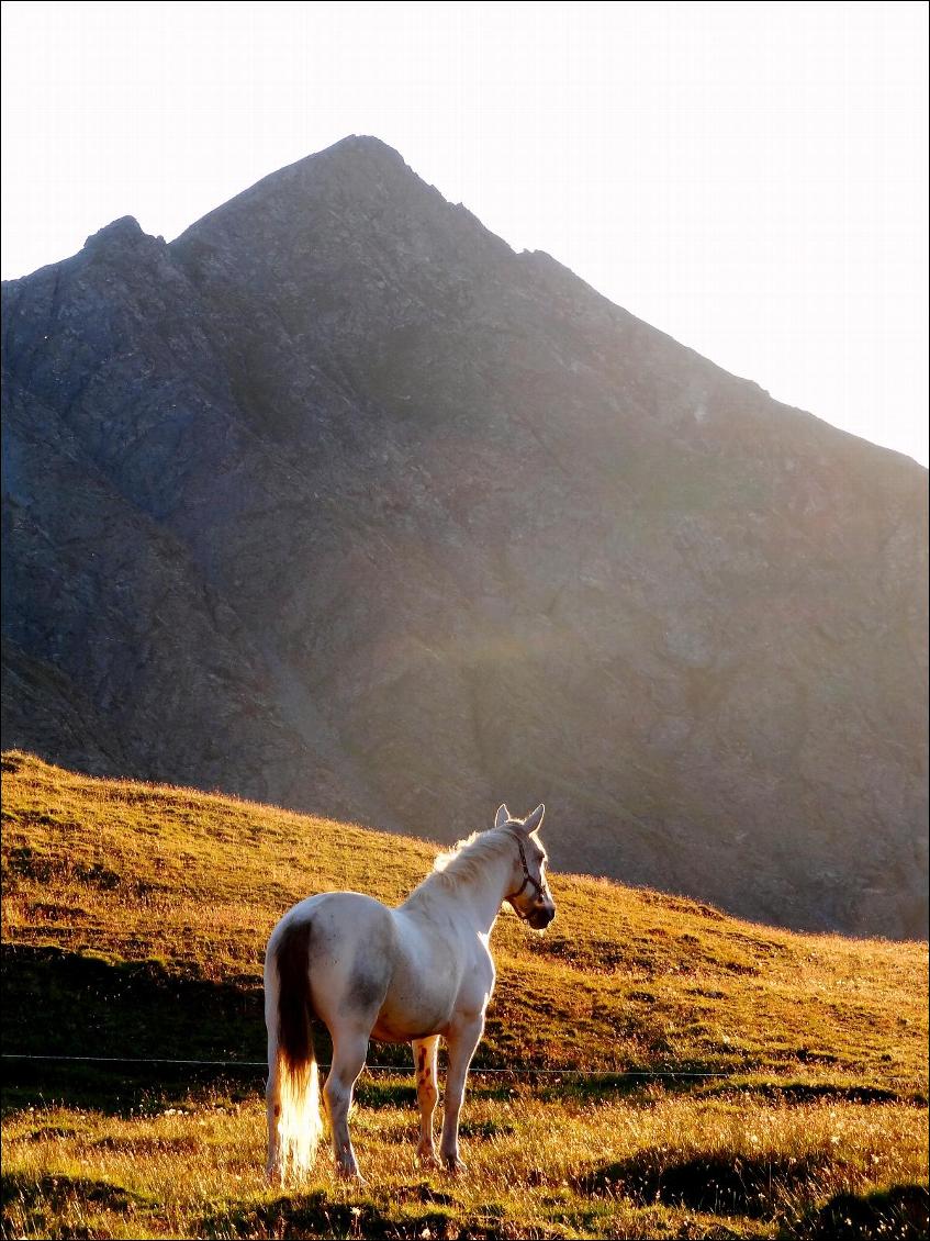 Randonnée à cheval dans les Alpes