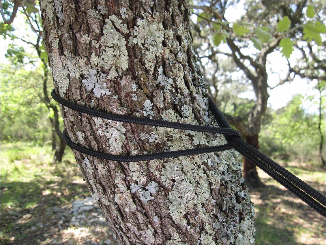 Tête d'alouette autour de l'arbre