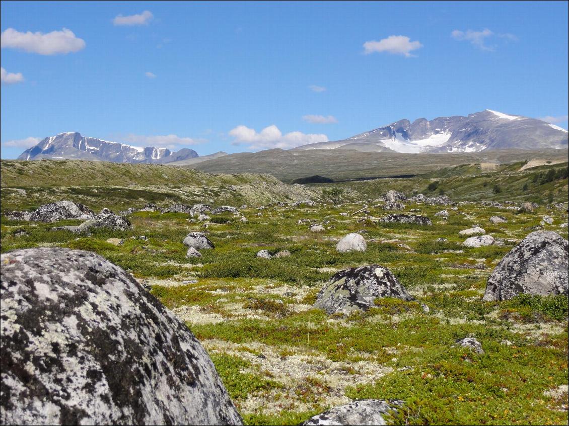 Le parc du Dovrefjell entre Bergen et Trondheim. On y croise des boeufs musqués