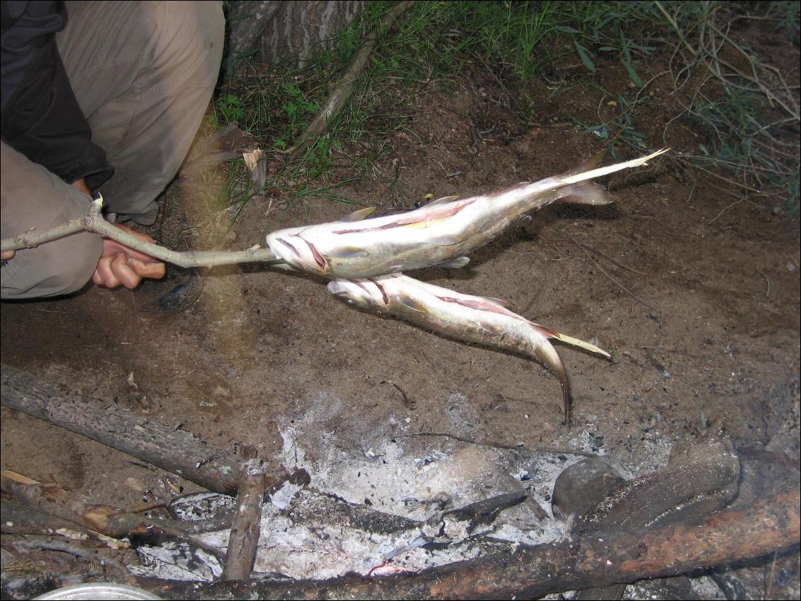 Bivouac en Mongolie, poissons fraîchement pêchés dans une rivière