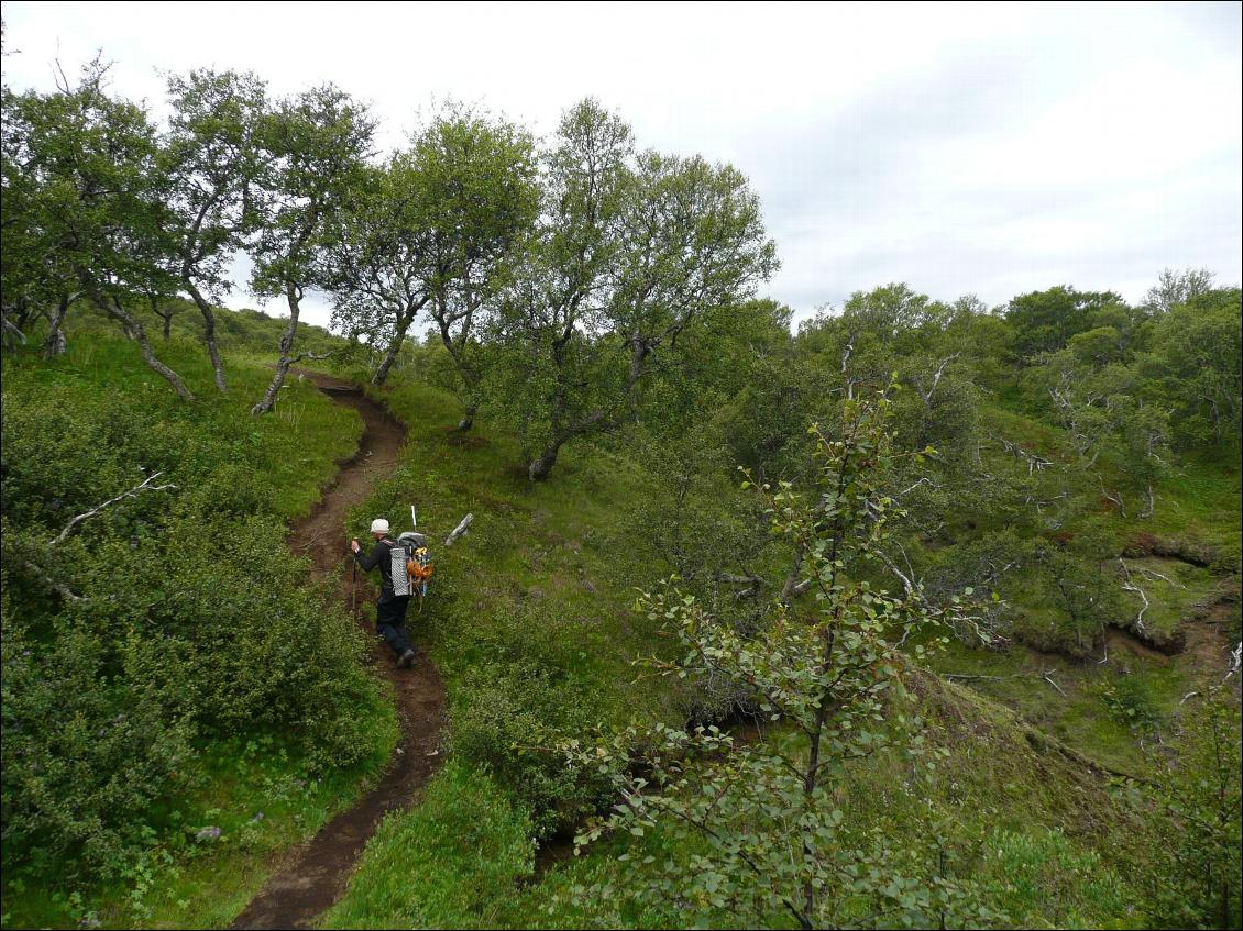 Trek Landmannalaugar-Thorsmörk : Laugavegur étape 4, une rare "forêt" islandaise