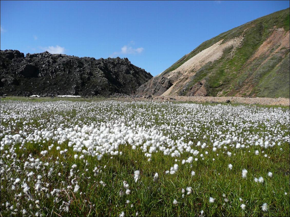 Landmannalaugar : linaigrettes