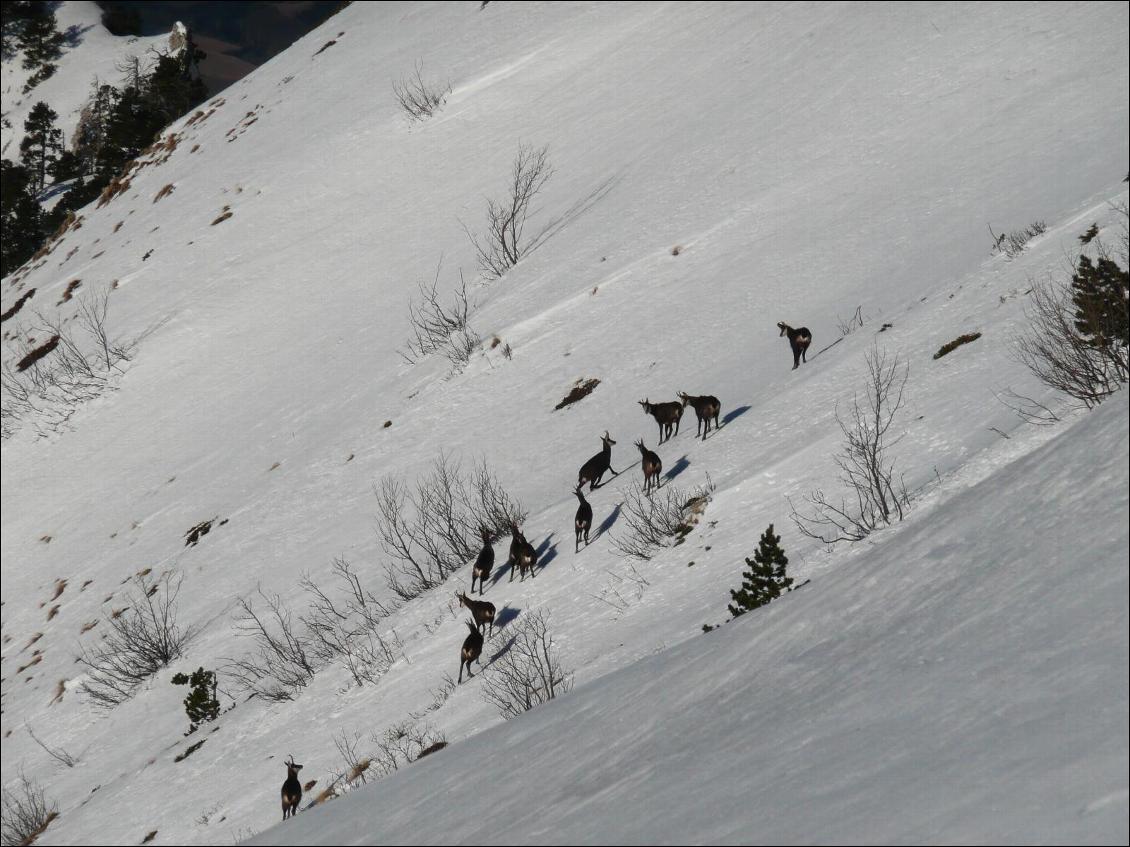 Chamois sur les contreforts de Glandasse