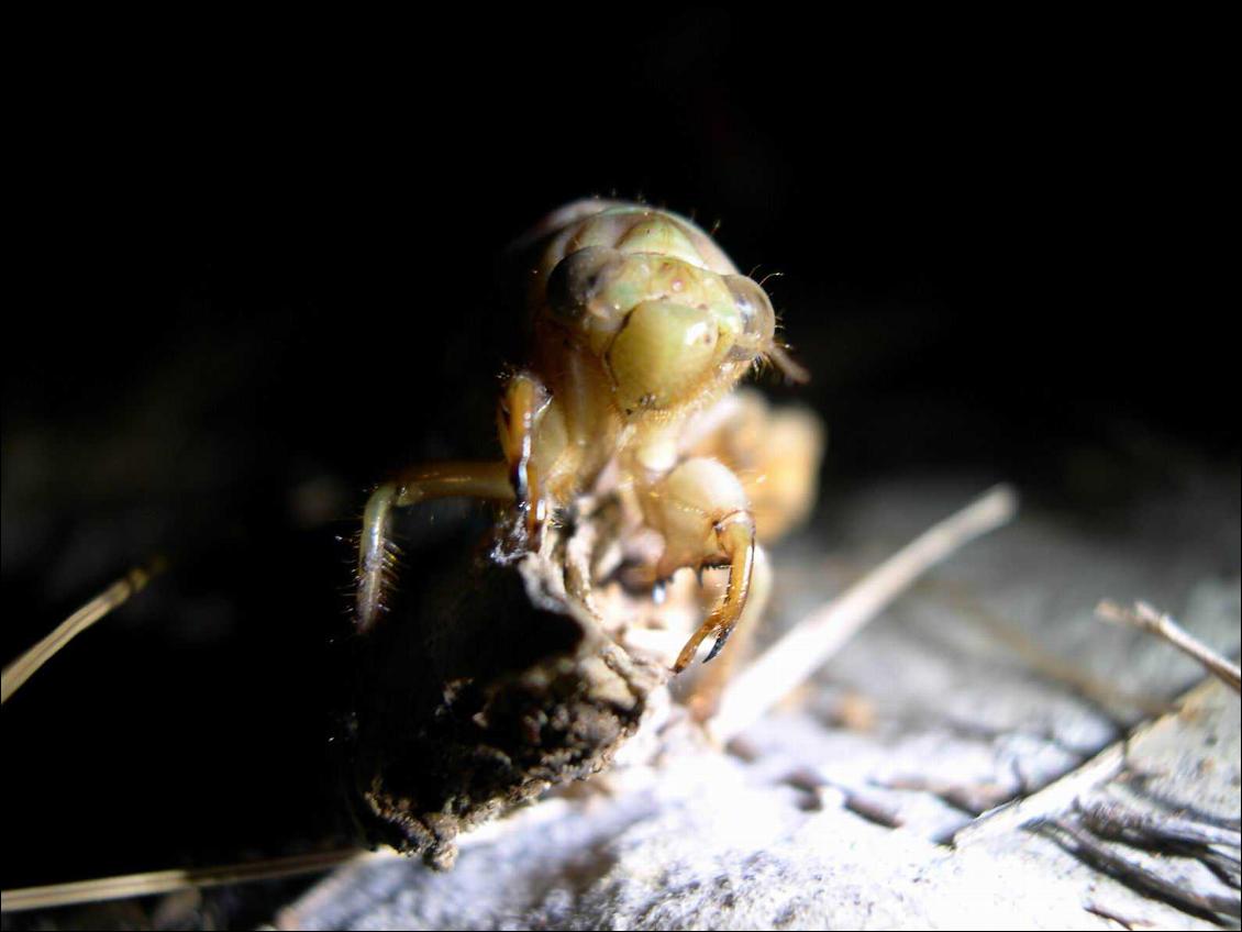 Un alien ? non simplement une cigale avant avant sa transformation en bête ailée et crissante