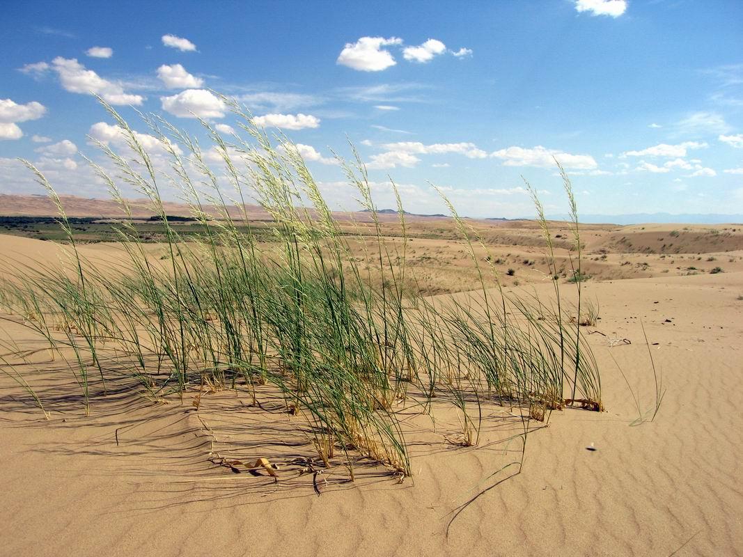 Cordon de dunes de 250 km de long à 50 km d'Uliastay