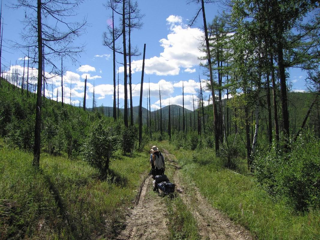 Arbres décrépits, maladie ?