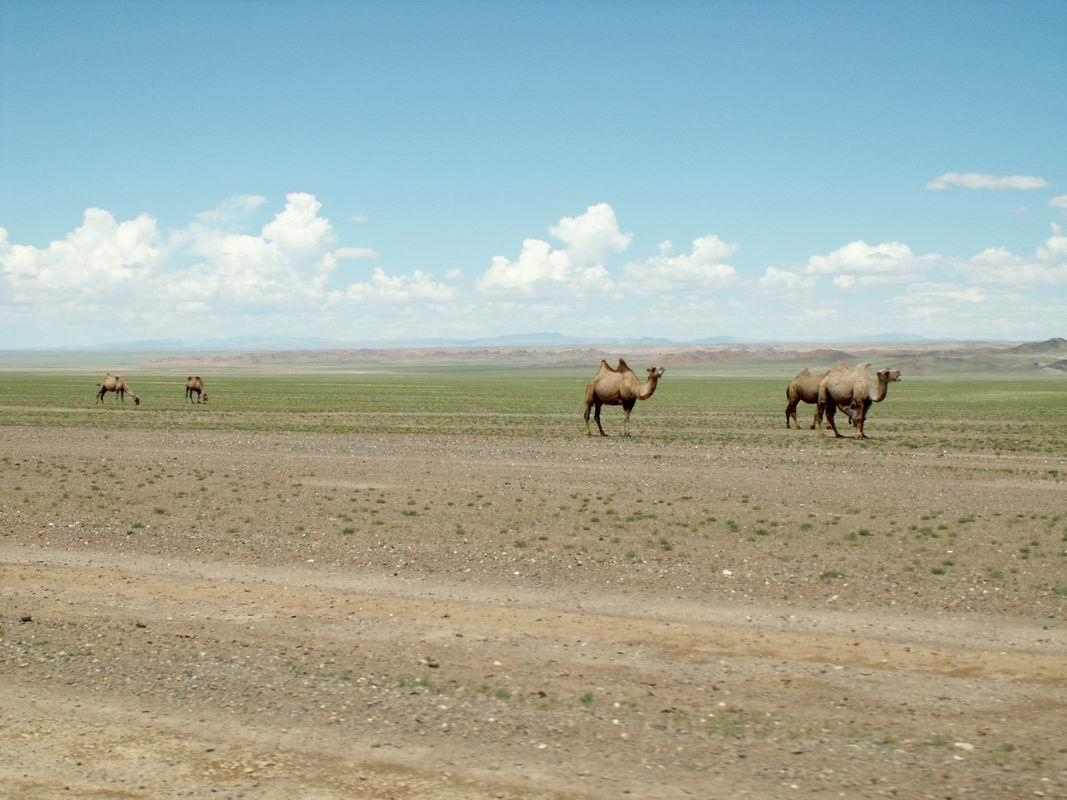 Chameaux dans le Gobi