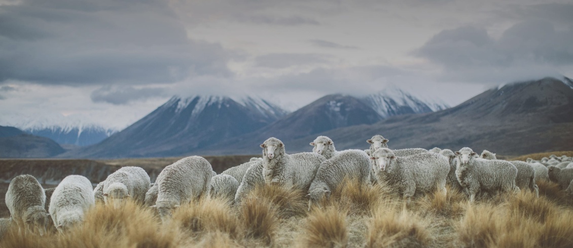 Moutons mérinos en Nouvelle-Zélande, photo Icebreaker.